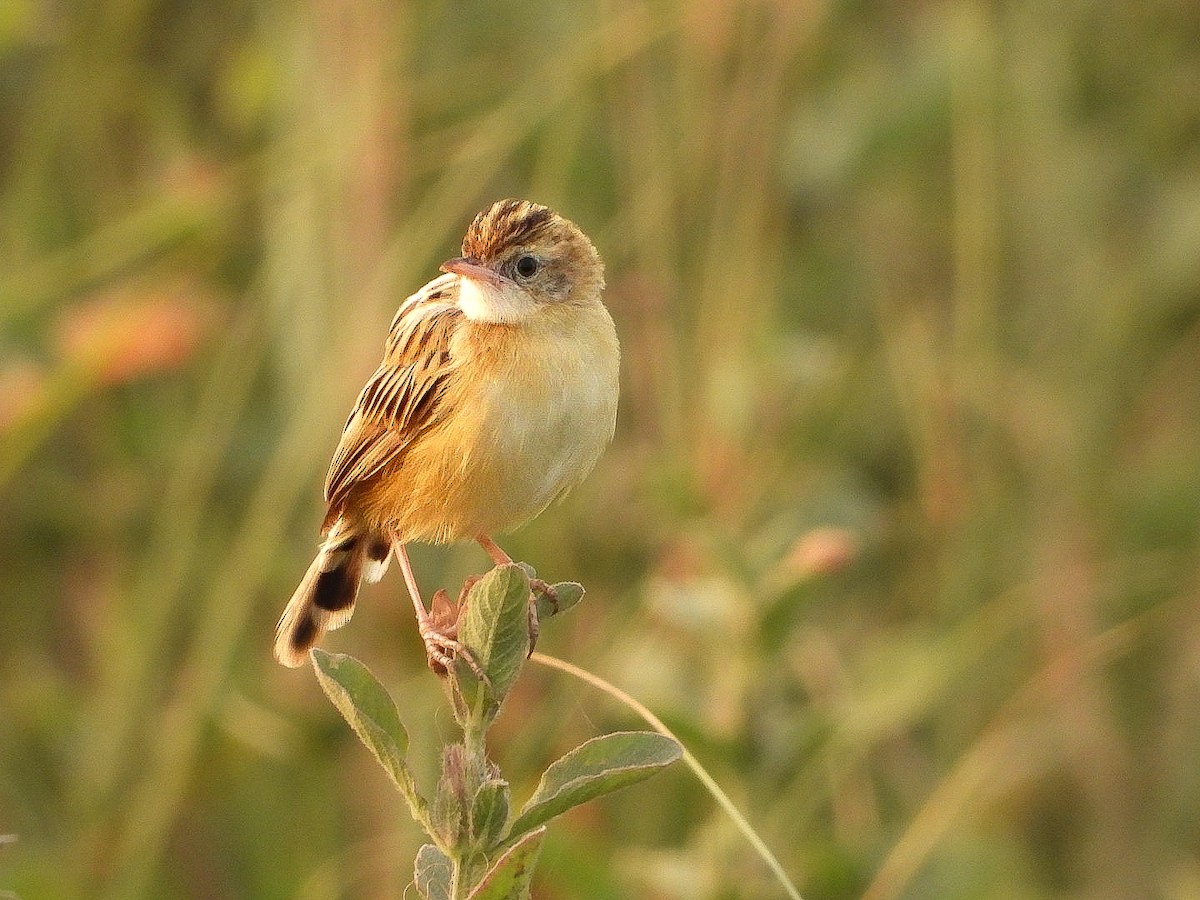 Zitting Cisticola - ML646623441