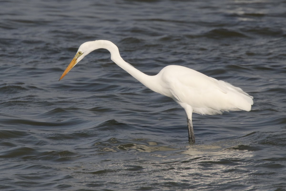 Большая белая цапля - ML646623442