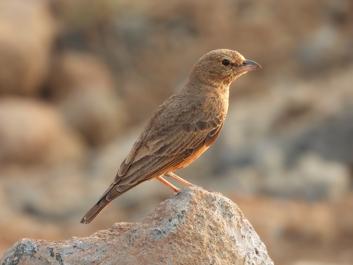 Rufous-tailed Lark - ML646623443