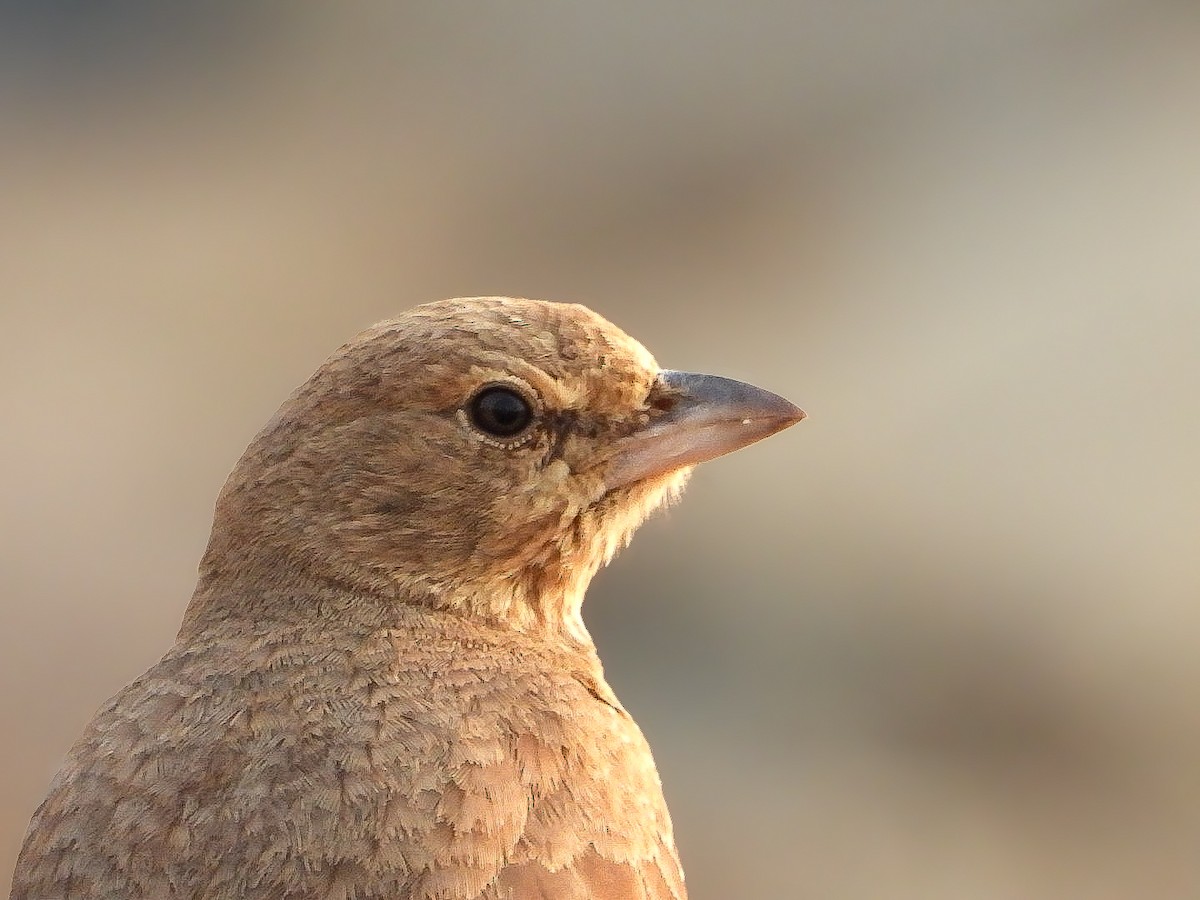 Rufous-tailed Lark - ML646623447