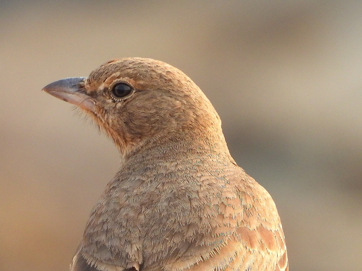 Rufous-tailed Lark - ML646623448
