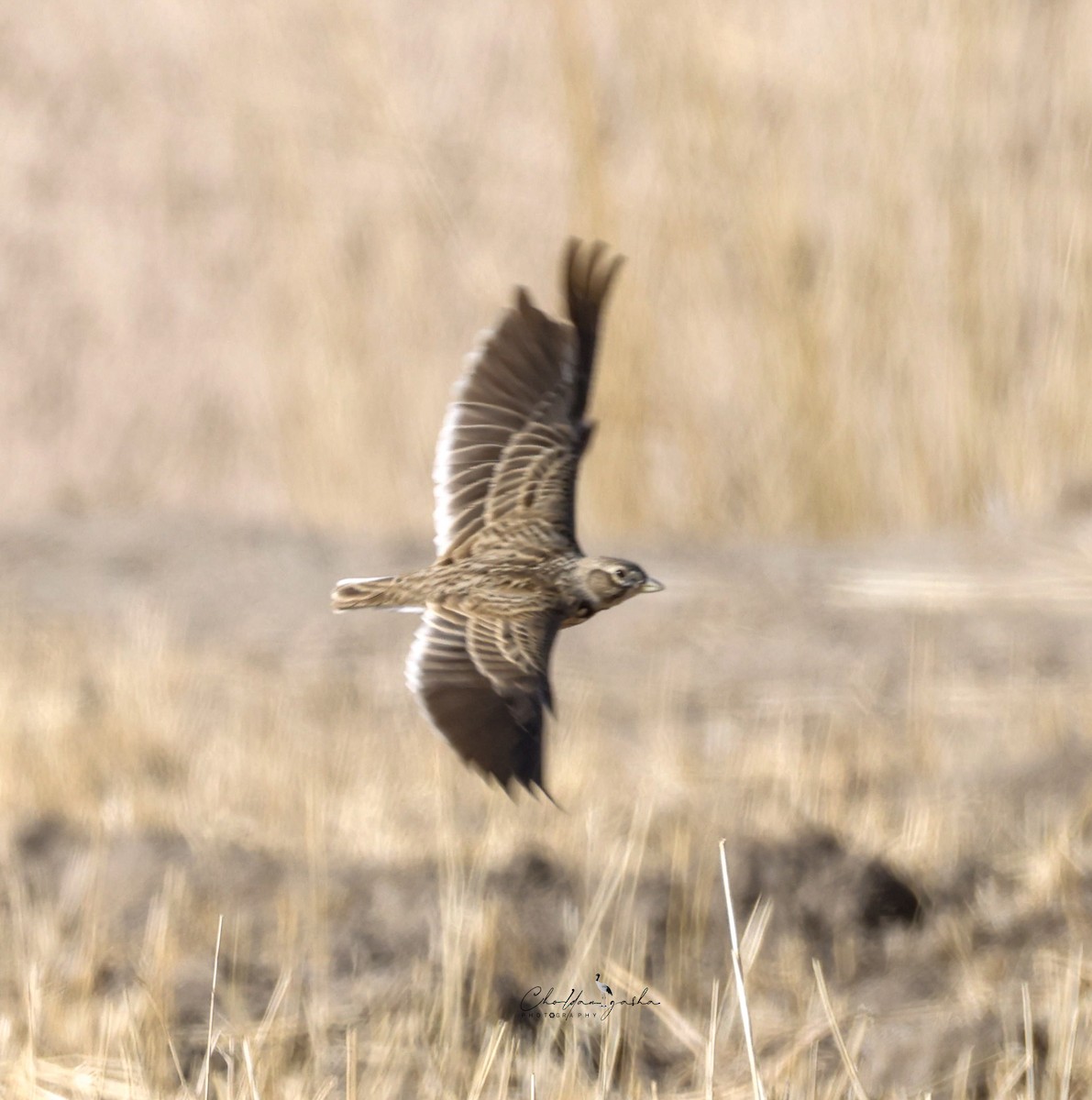 Küçük Boğmaklı Toygar - ML646623455