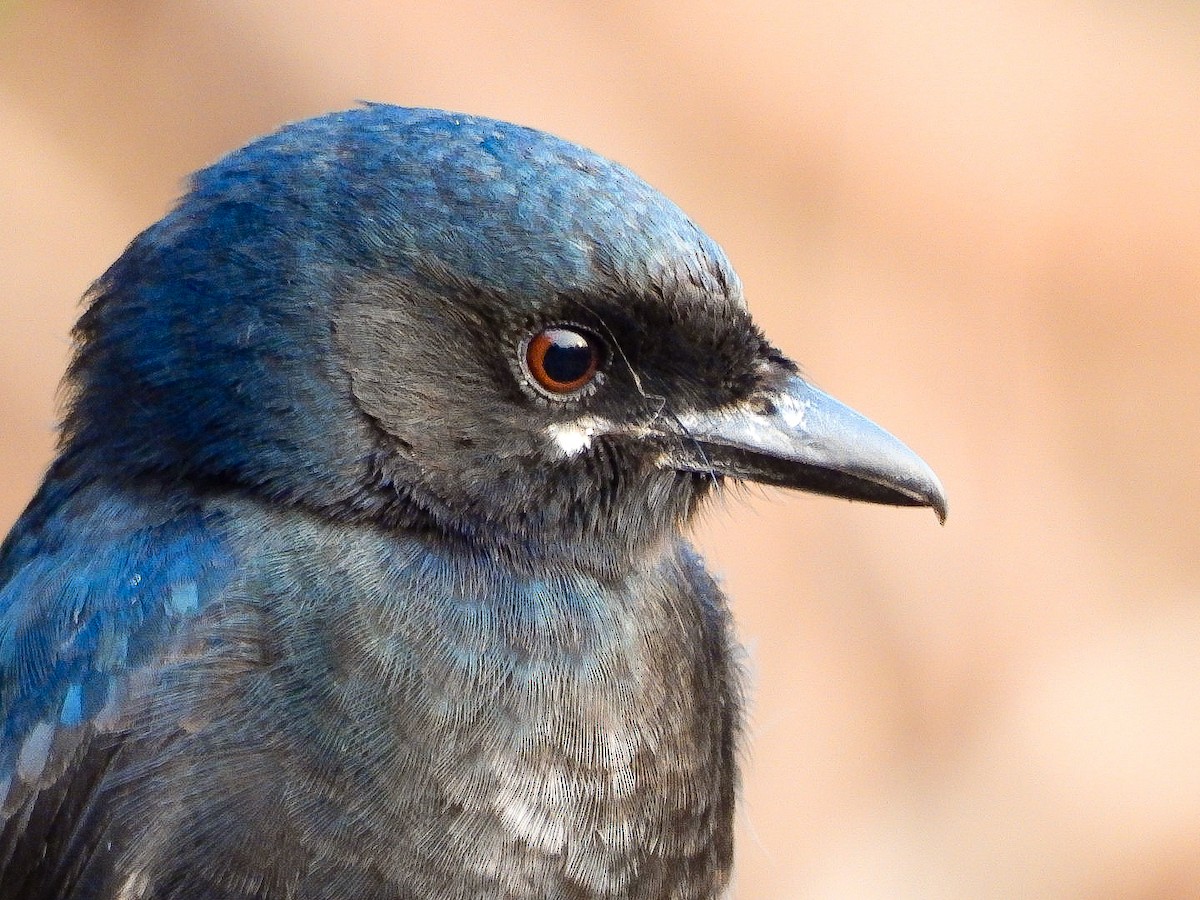 Black Drongo - ML646623456