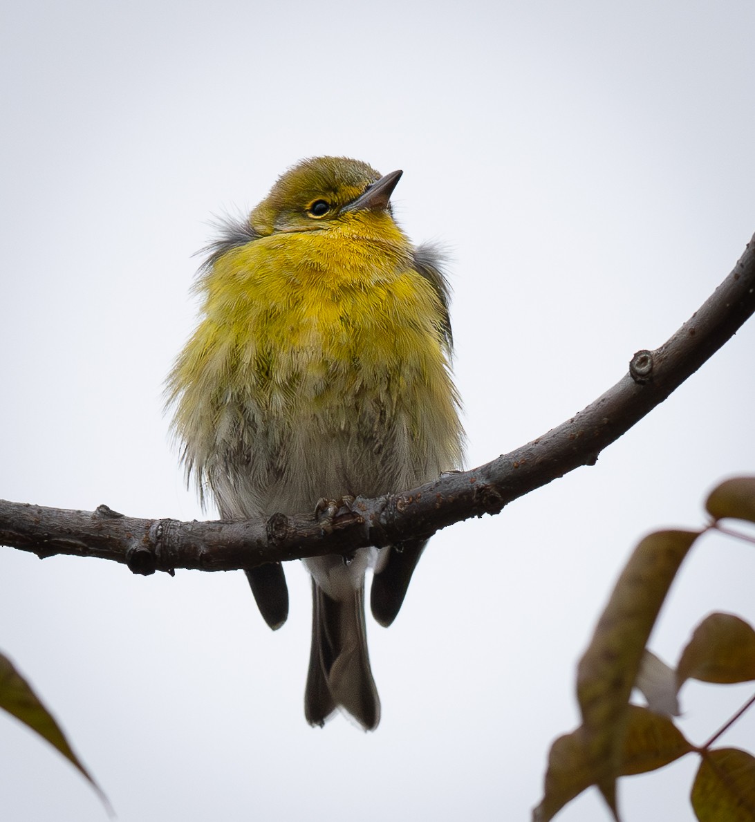 Pine Warbler - ML646623461
