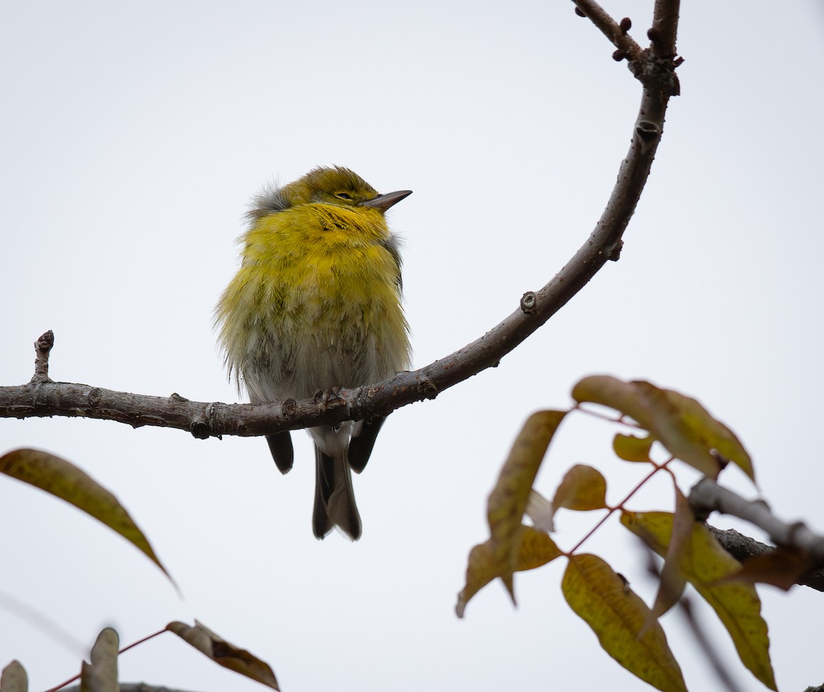 Pine Warbler - ML646623462