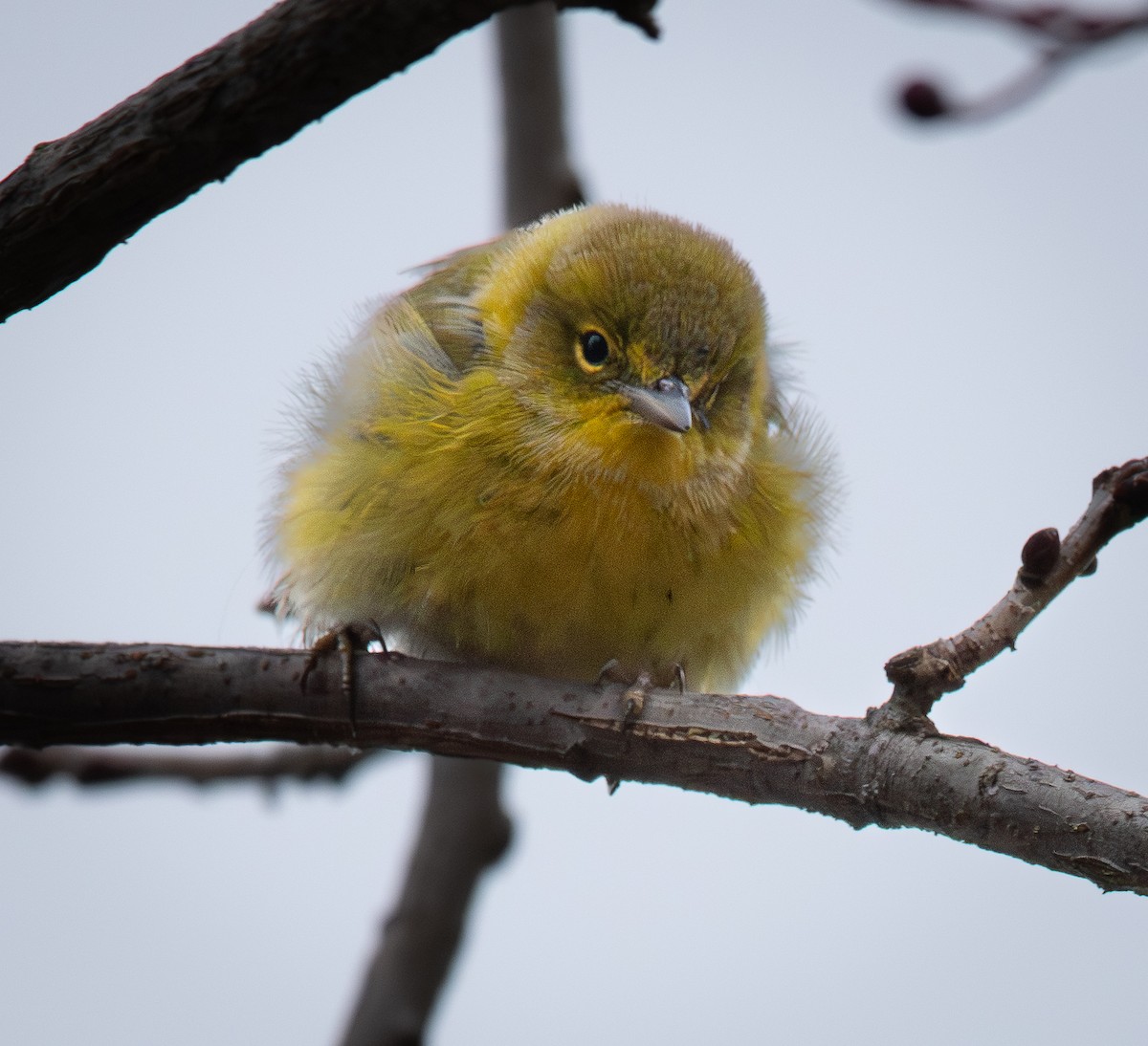 Pine Warbler - ML646623463