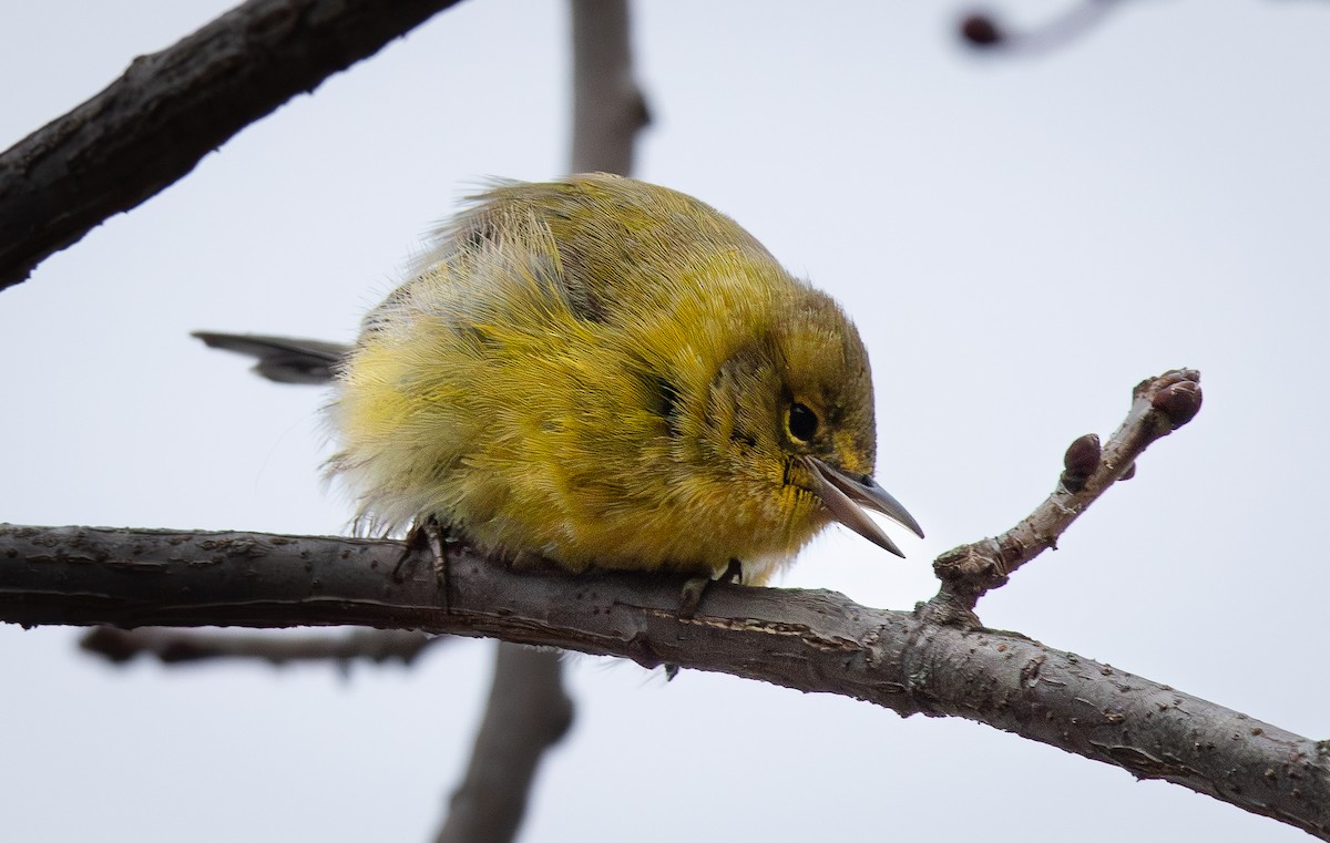 Pine Warbler - ML646623464
