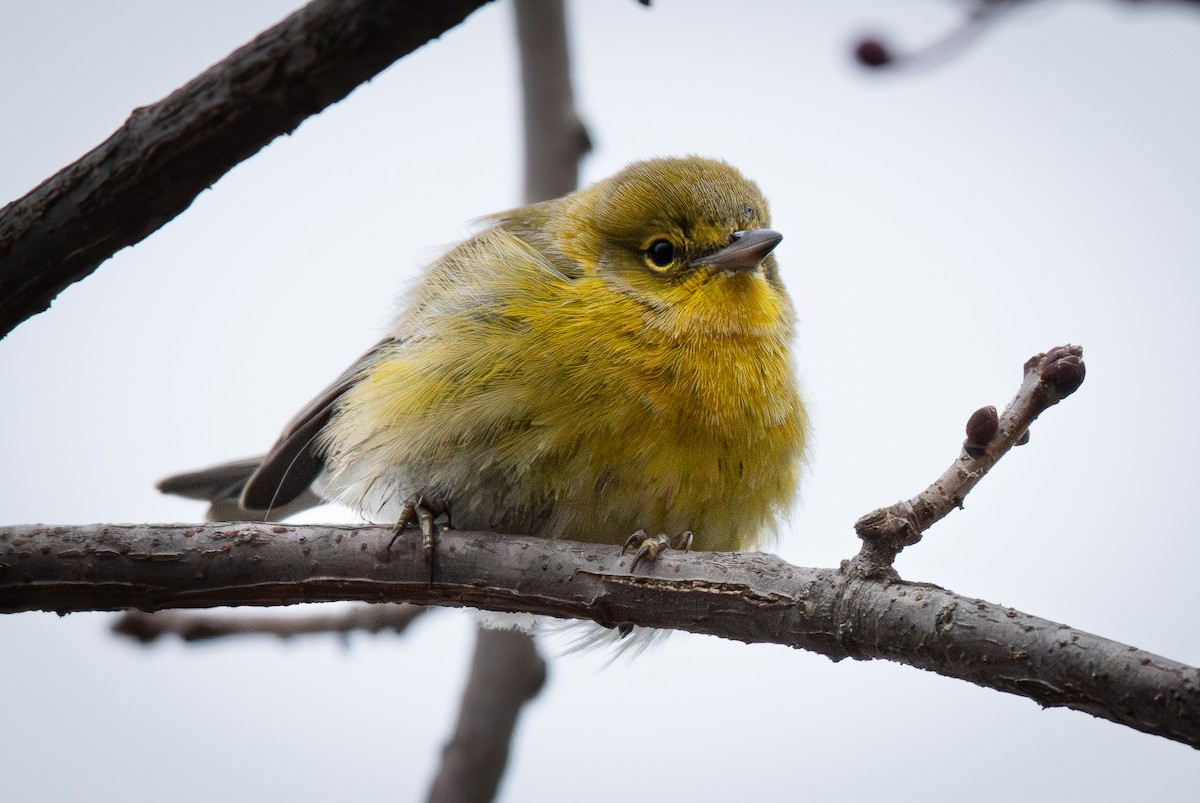 Pine Warbler - ML646623465