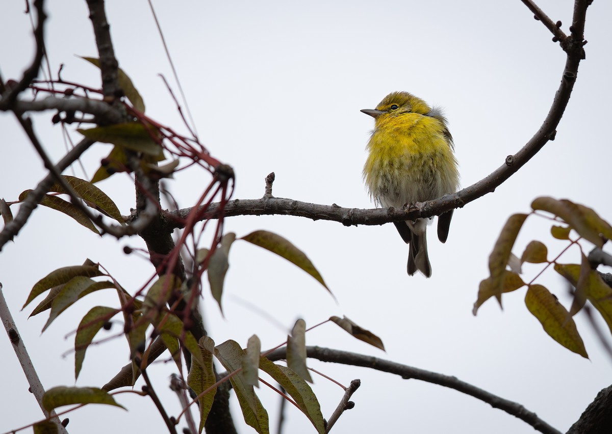 Pine Warbler - ML646623466