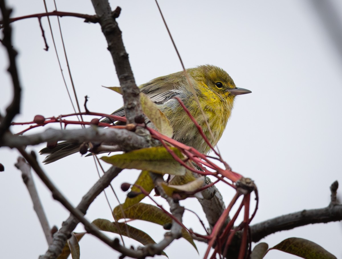 Pine Warbler - ML646623467