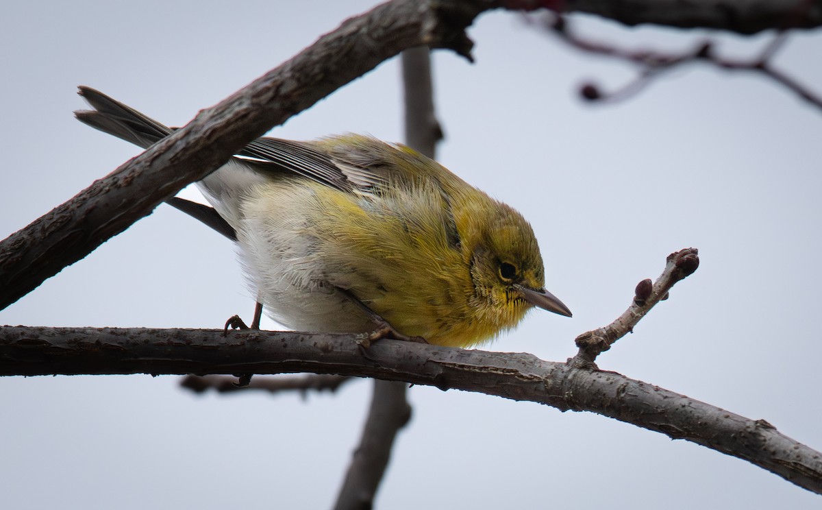 Pine Warbler - ML646623468