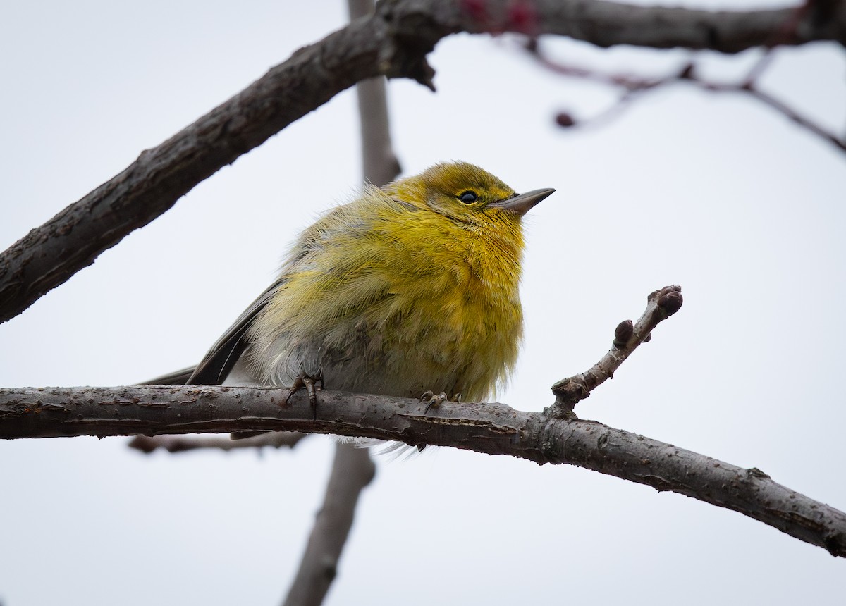 Pine Warbler - ML646623469