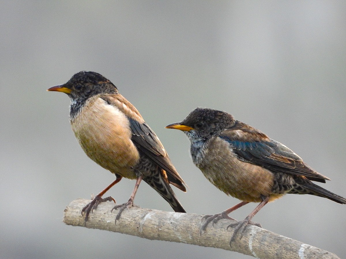Rosy Starling - ML646623471