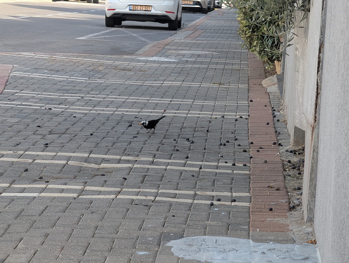 Zozo arrunta - ML646623472