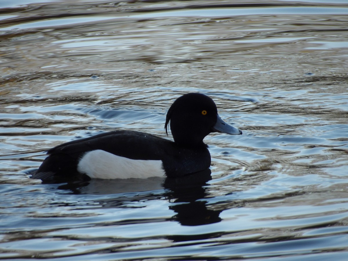 Tufted Duck - ML646623485