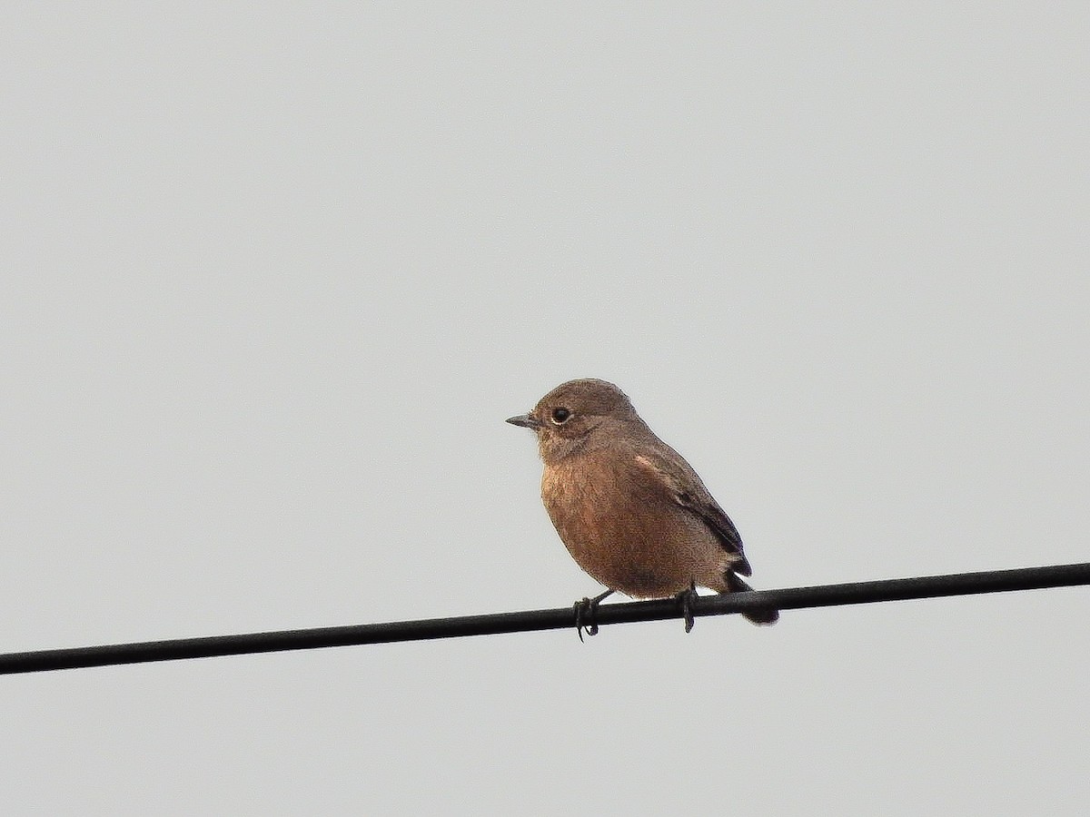 Pied Bushchat - ML646623486