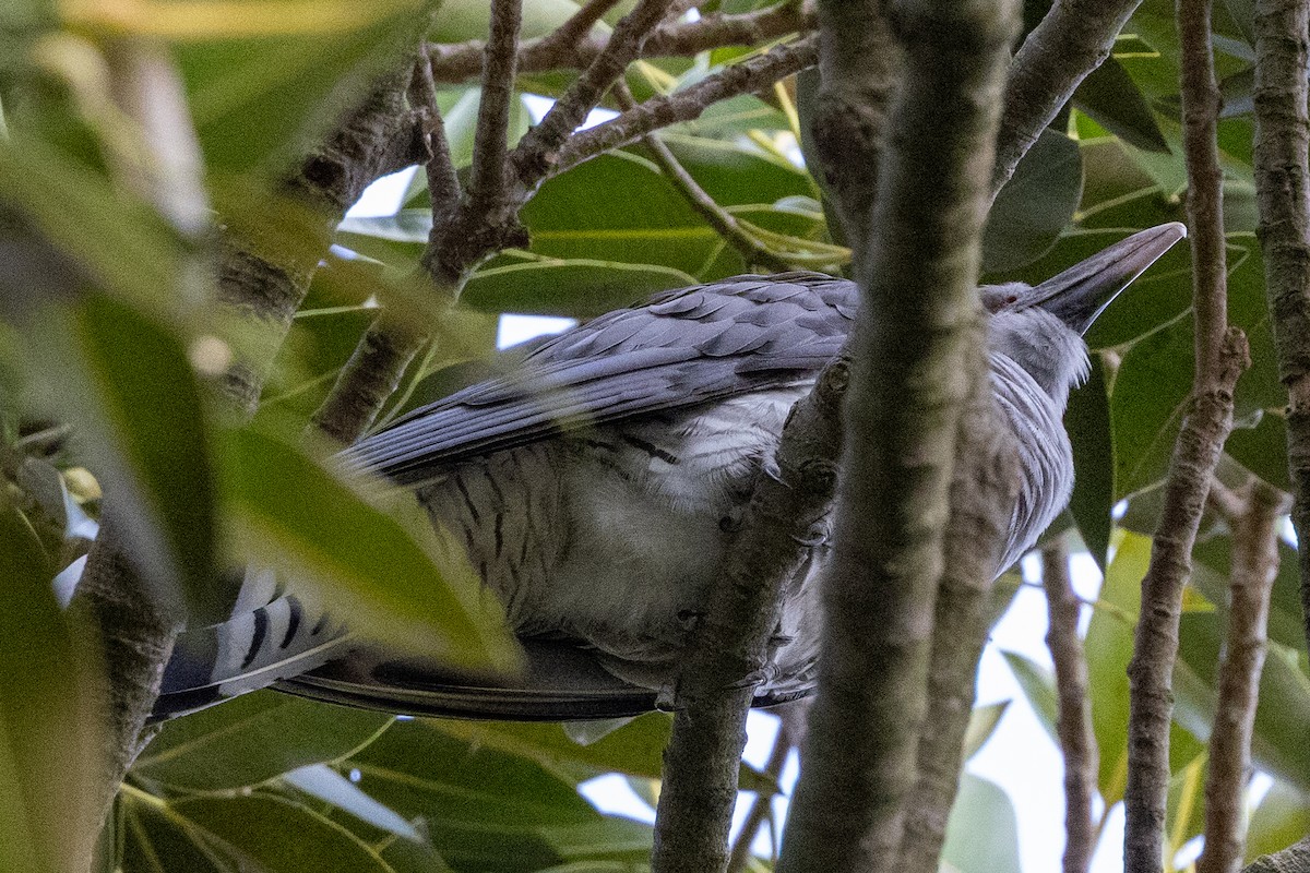 Channel-billed Cuckoo - ML646623489