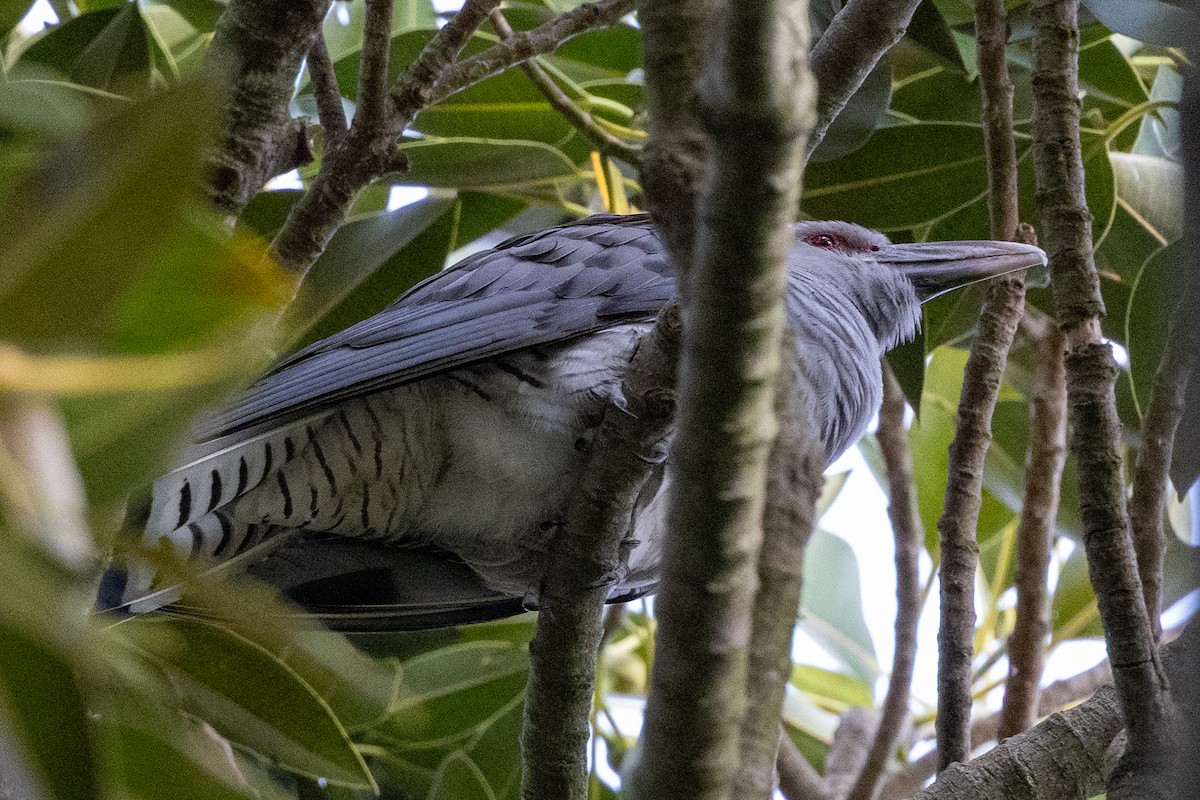 Channel-billed Cuckoo - ML646623490