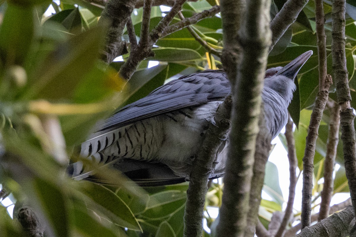 Channel-billed Cuckoo - ML646623491