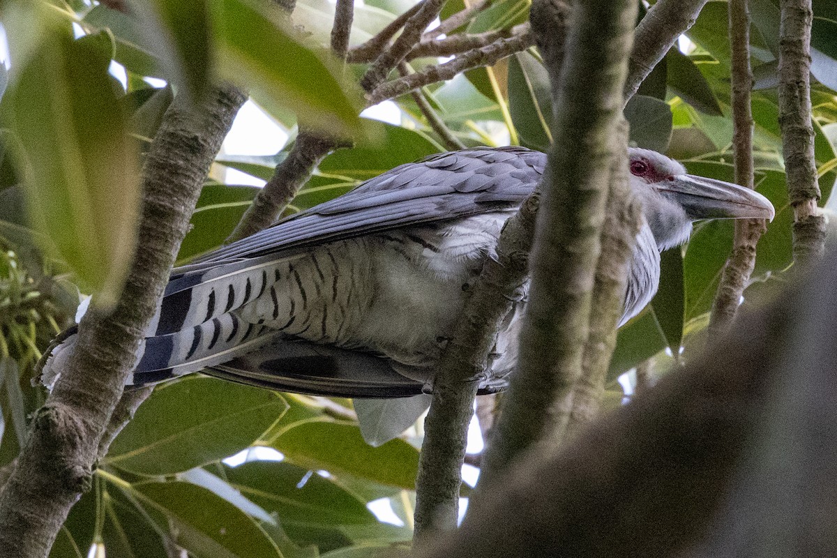 Channel-billed Cuckoo - ML646623492