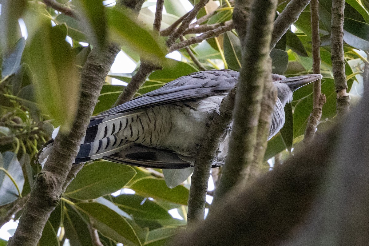Channel-billed Cuckoo - ML646623493
