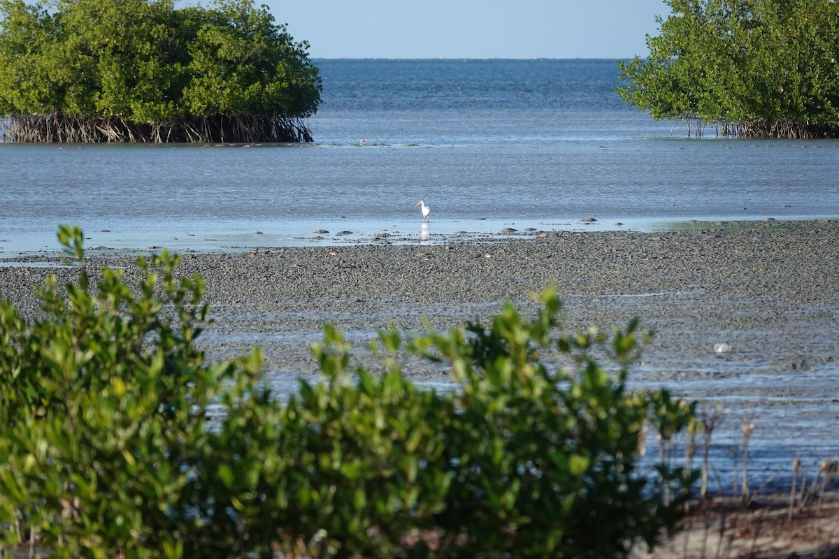 White Ibis - ML646623496