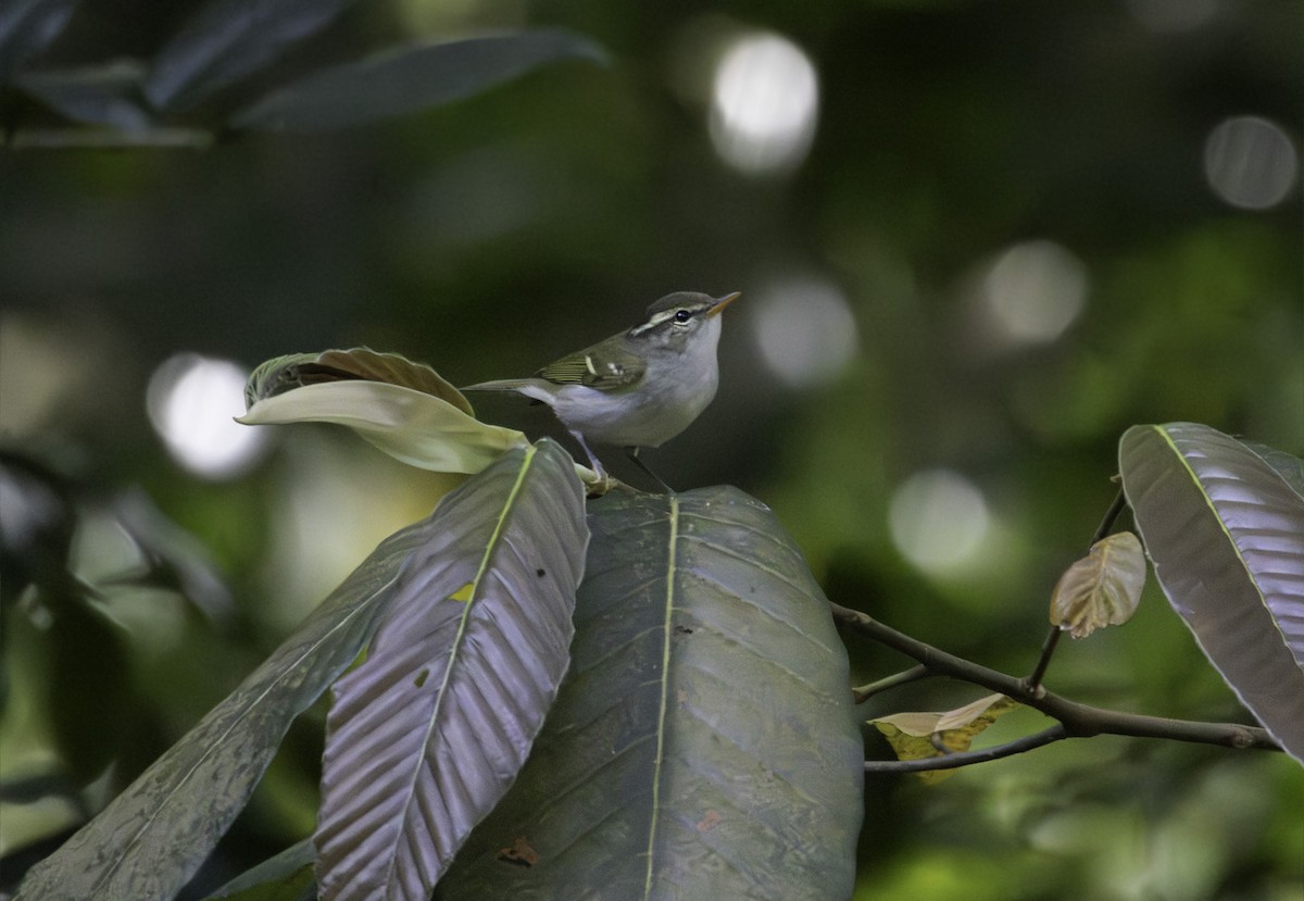 Вівчарик рододендровий/широкобровий/низинний - ML646623497