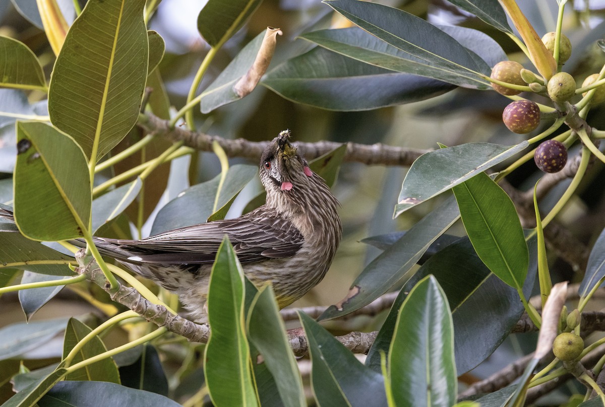 Red Wattlebird - ML646623503
