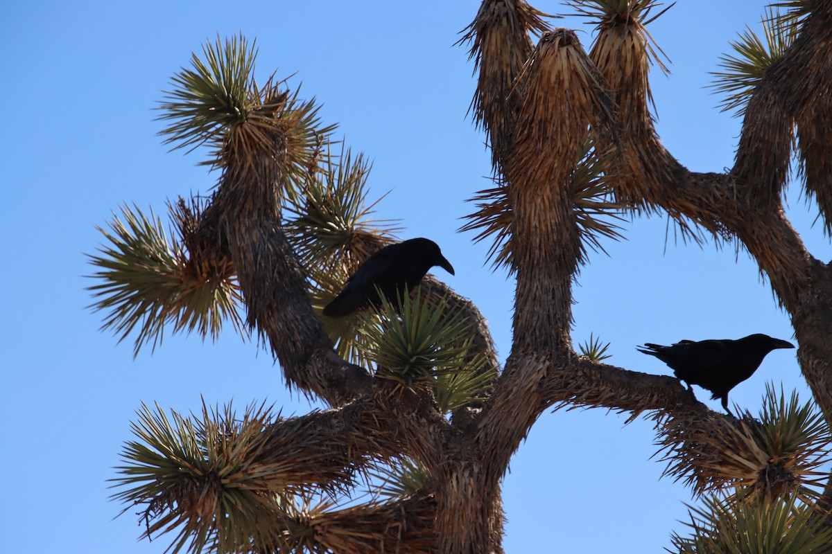 Common Raven - ML646623507