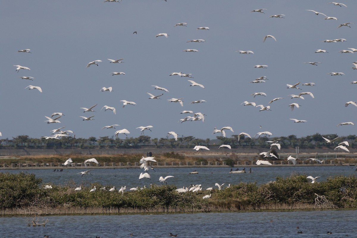 Малая колпица - ML646623509