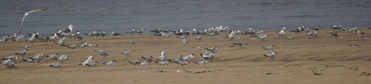 Lesser Black-backed Gull - ML646623510