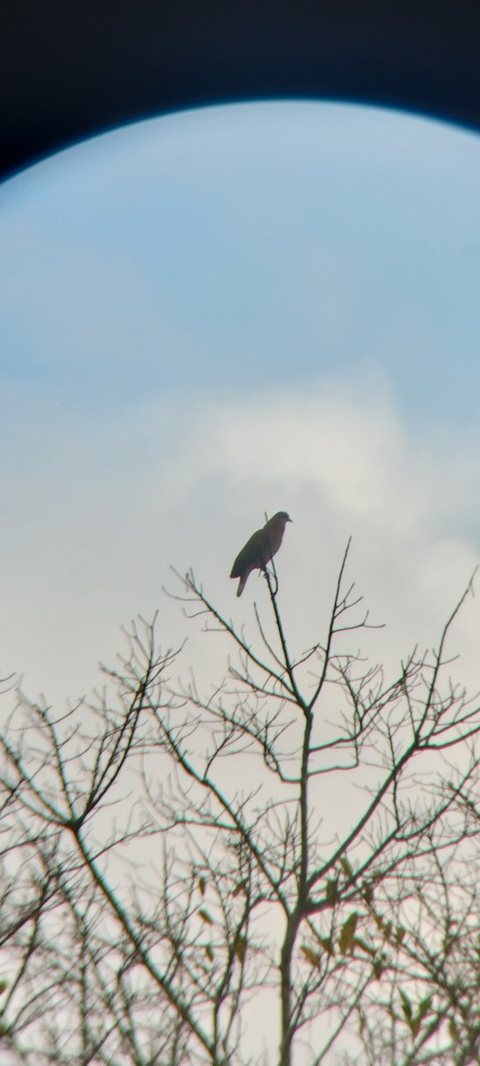 Pale-vented Pigeon - ML646623515