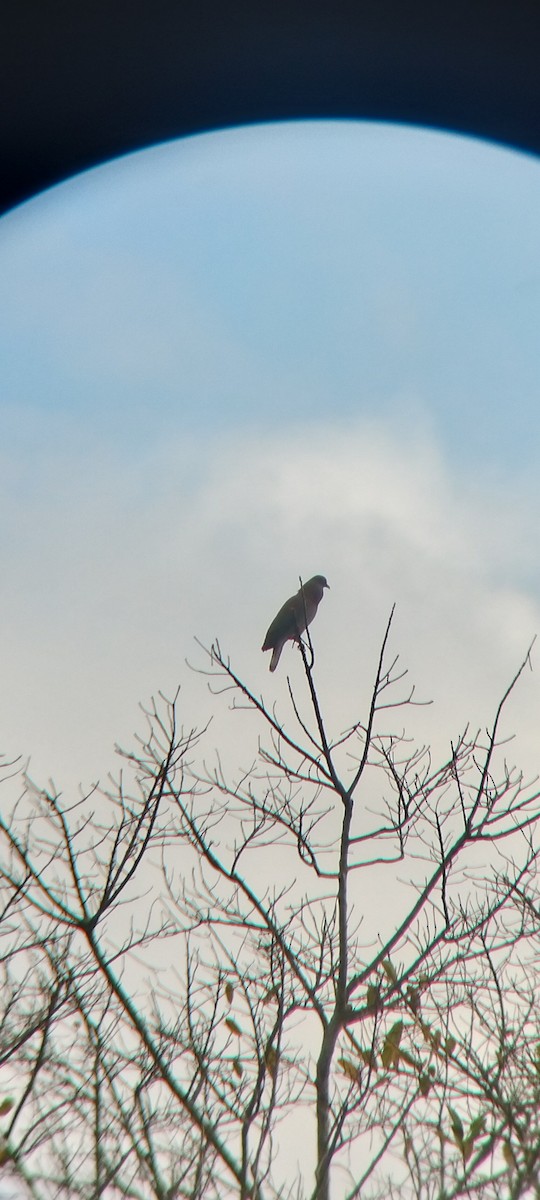 Pale-vented Pigeon - ML646623516