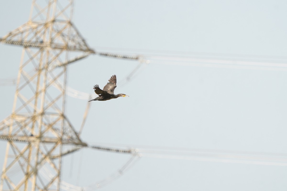 Great Cormorant - ML646623522