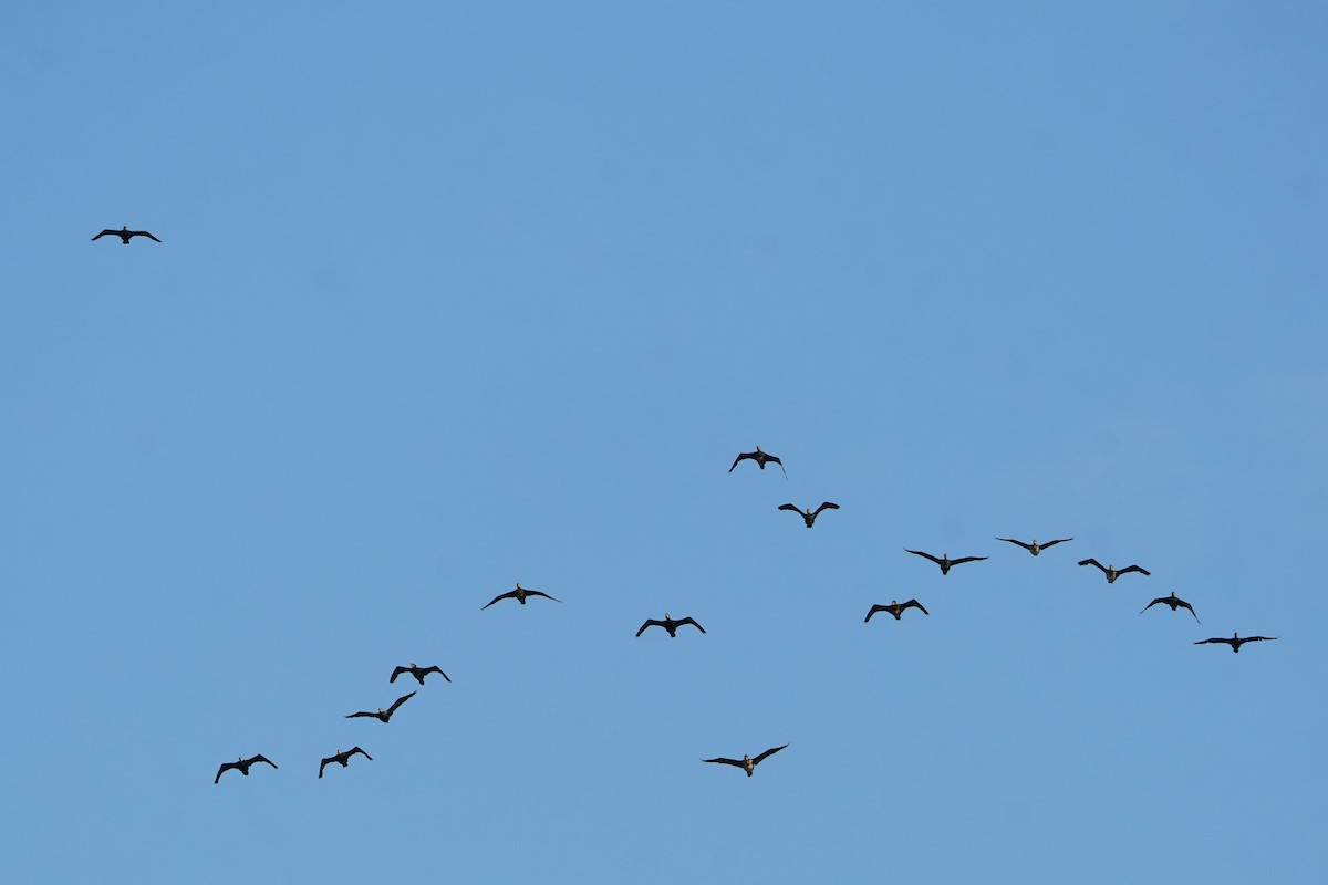 Great Cormorant - ML646623523