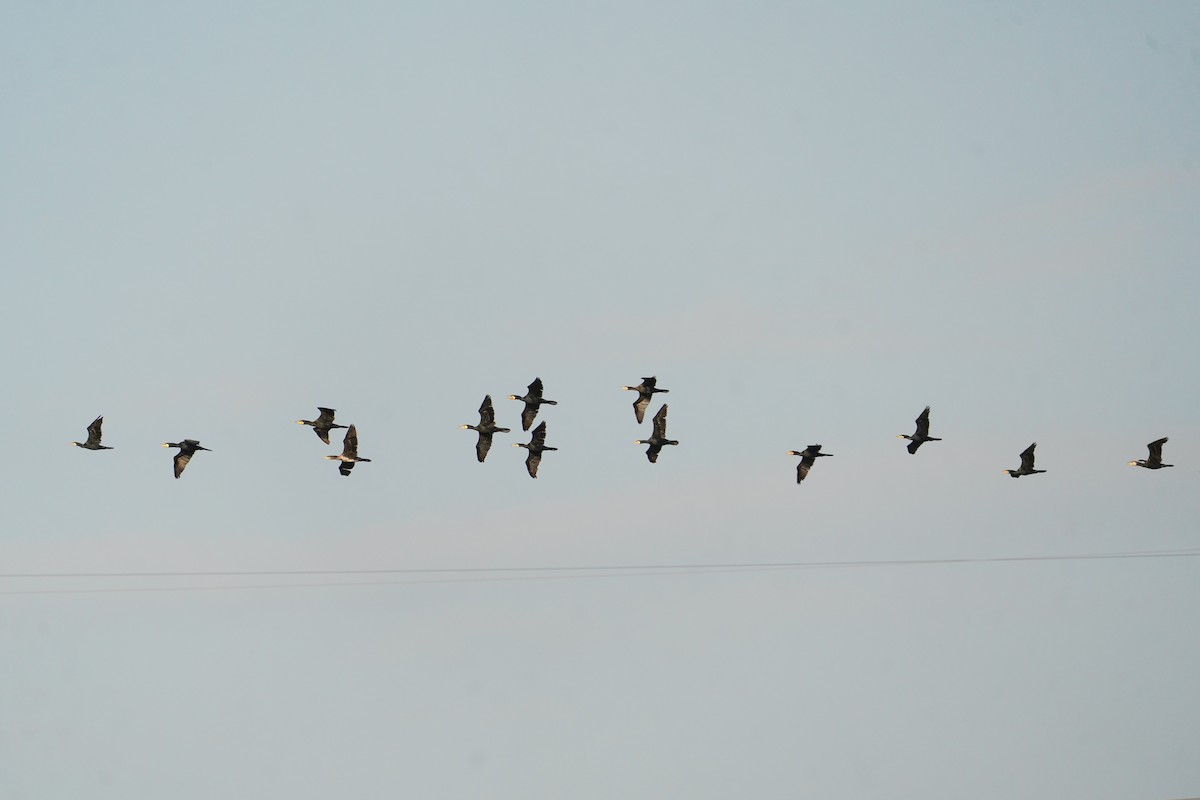 Great Cormorant - ML646623524