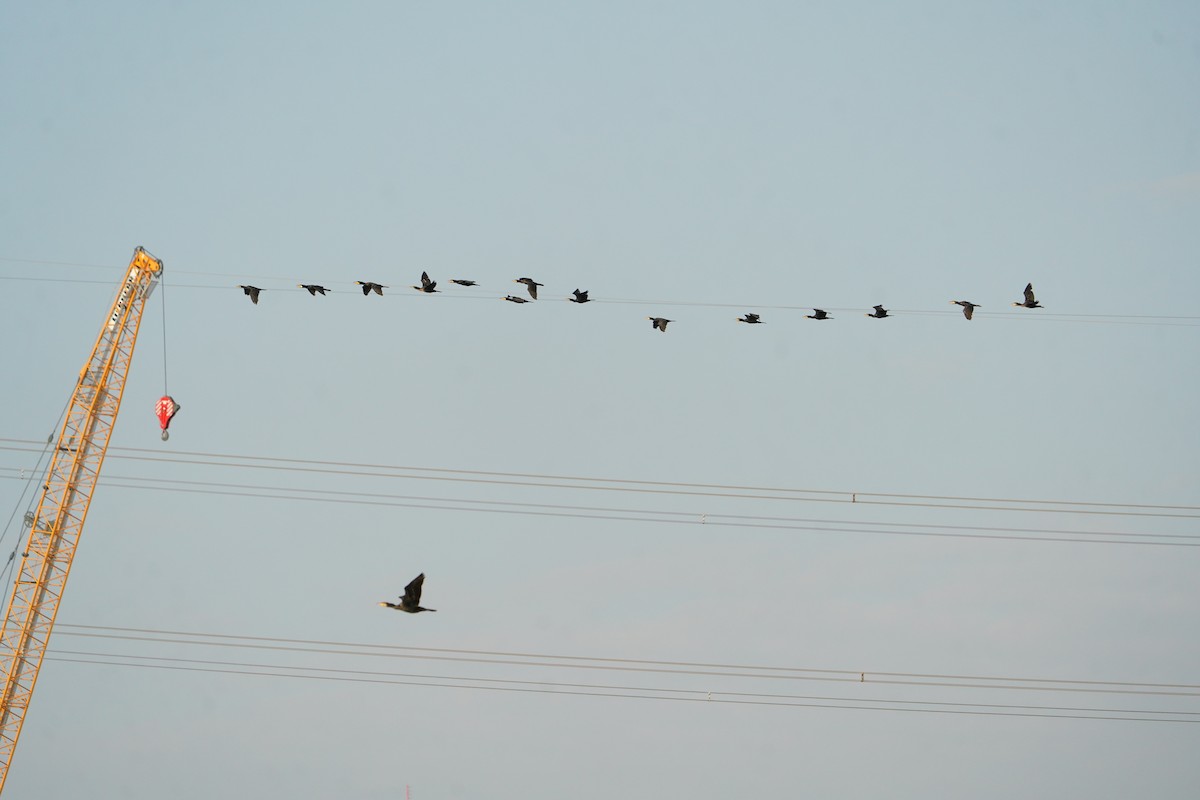 Great Cormorant - ML646623525