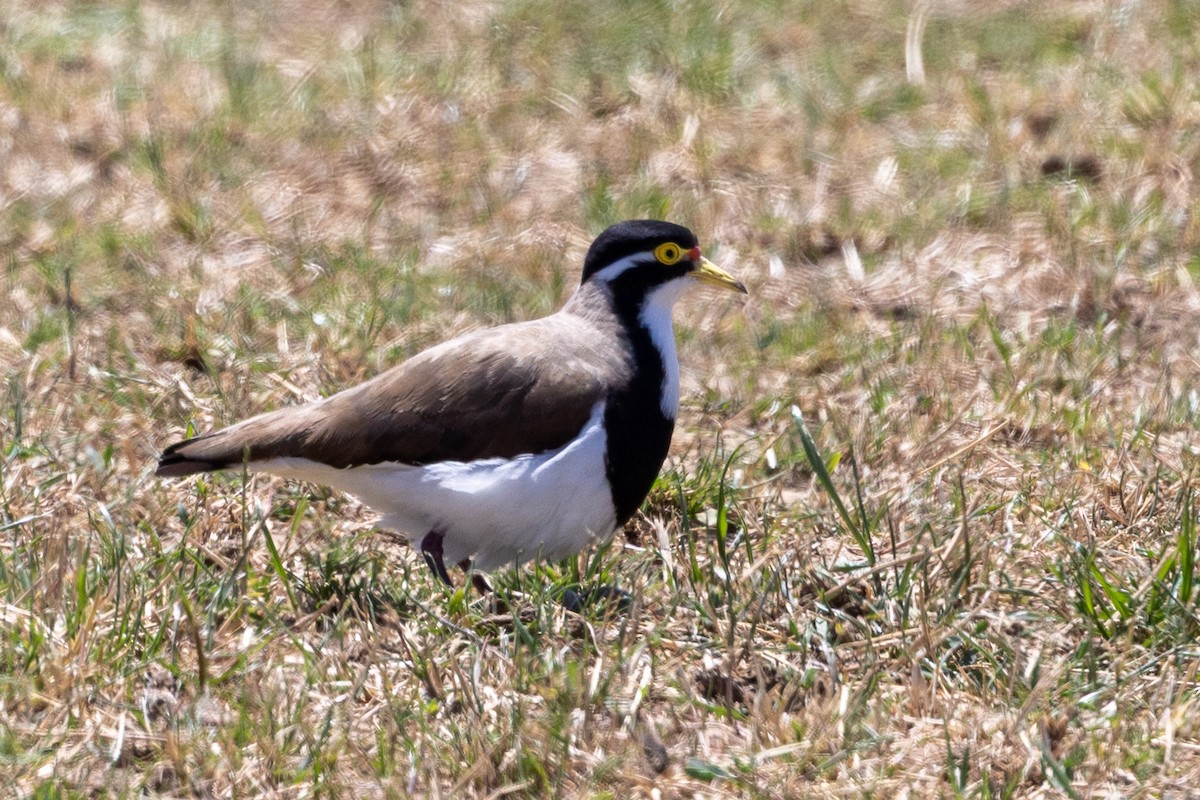 Banded Lapwing - ML646623538