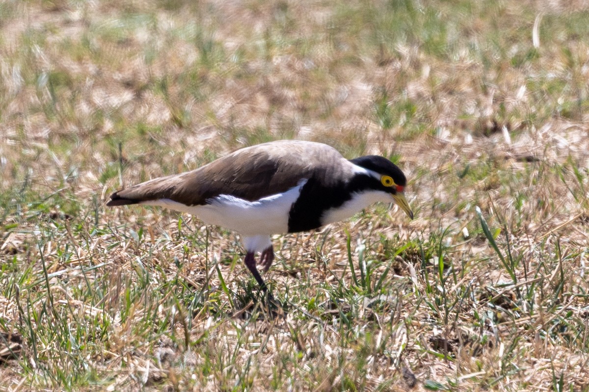 Banded Lapwing - ML646623539