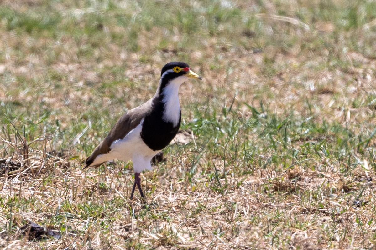 Banded Lapwing - ML646623540