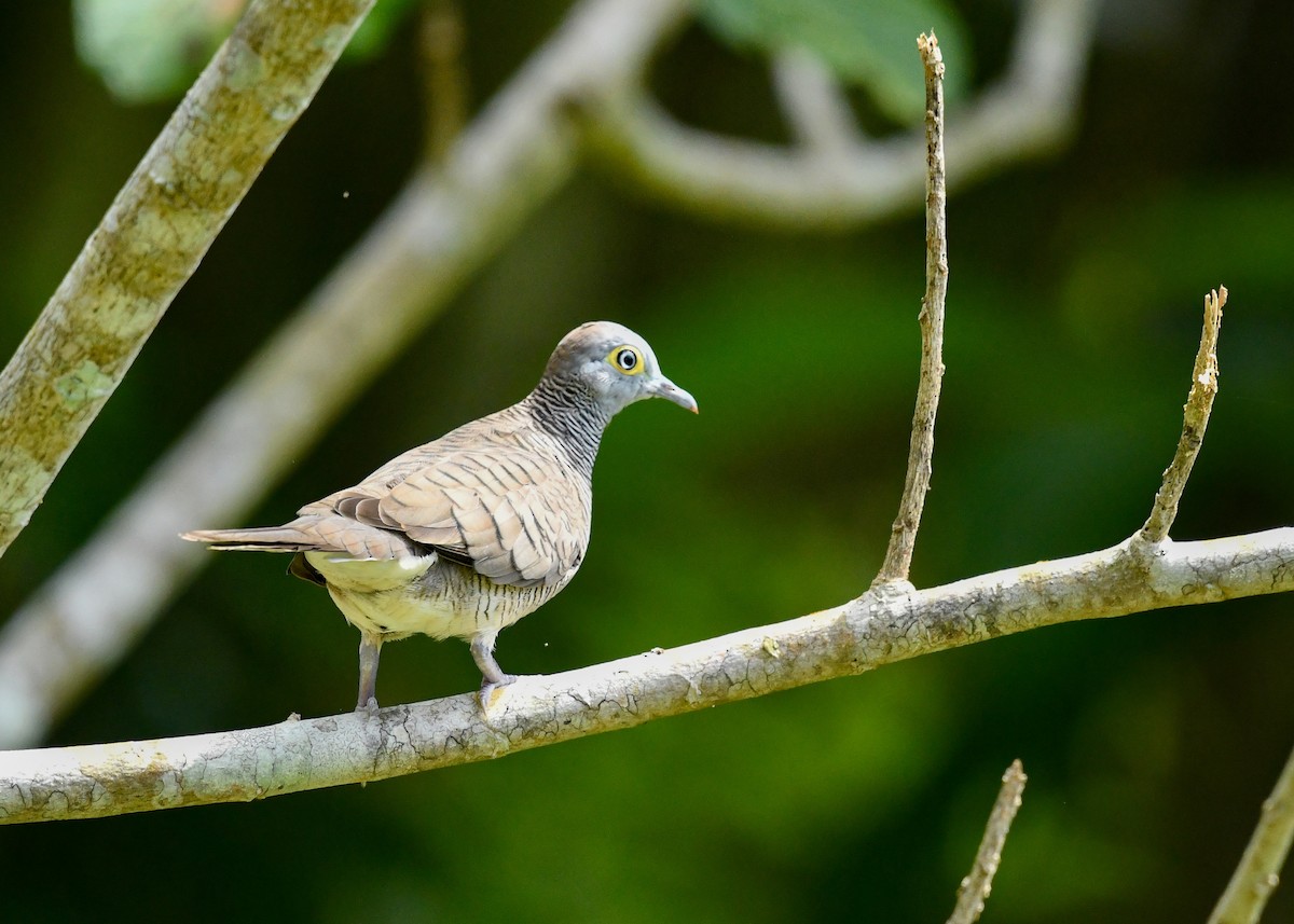 Barred Dove - ML646623541