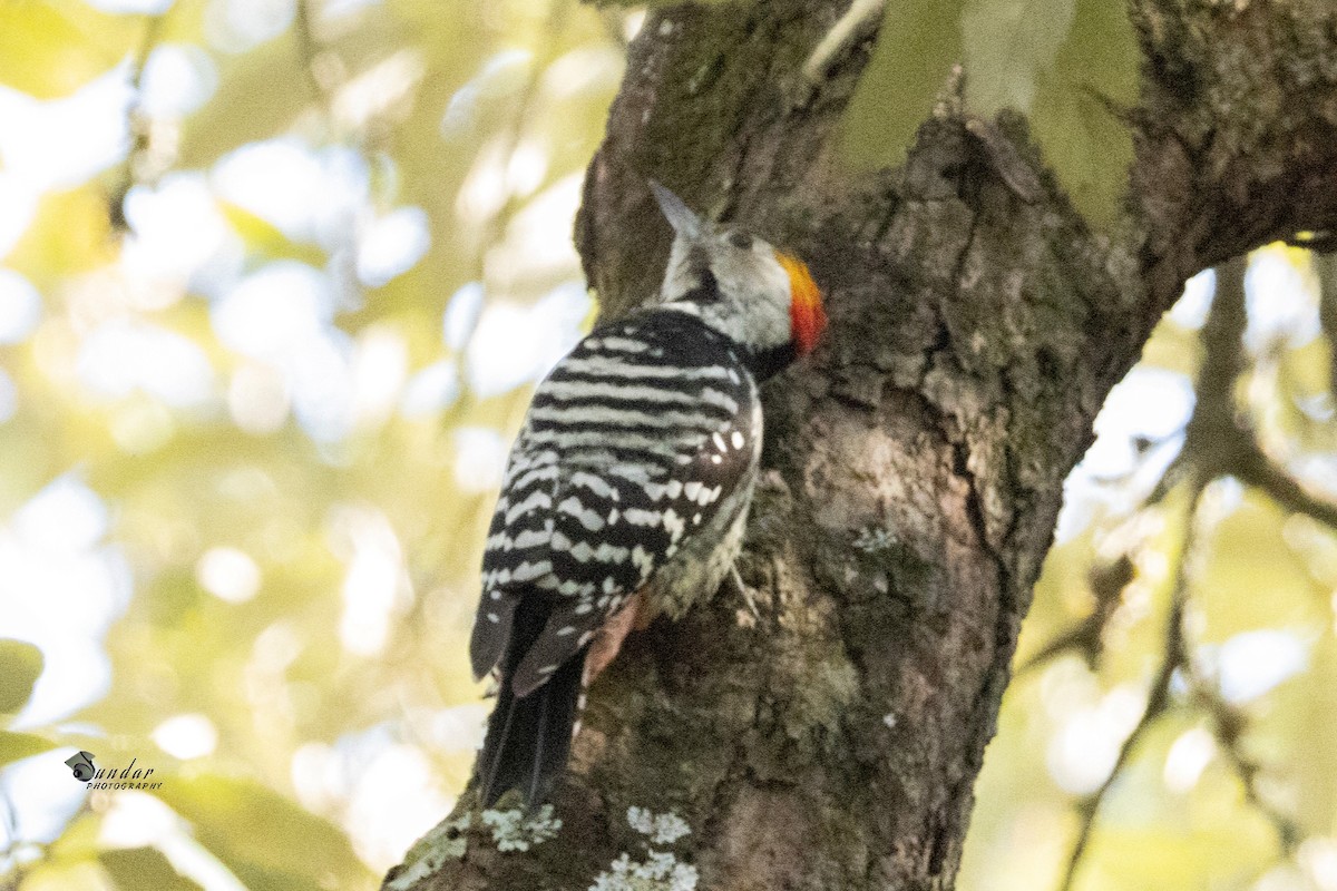 Brown-fronted Woodpecker - ML646623559