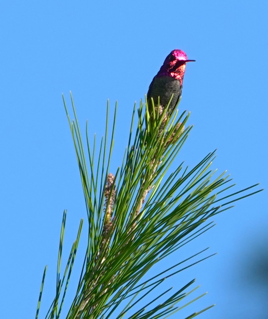 Anna's Hummingbird - ML646623560
