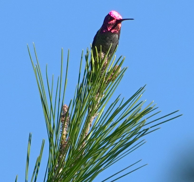 Anna's Hummingbird - ML646623562
