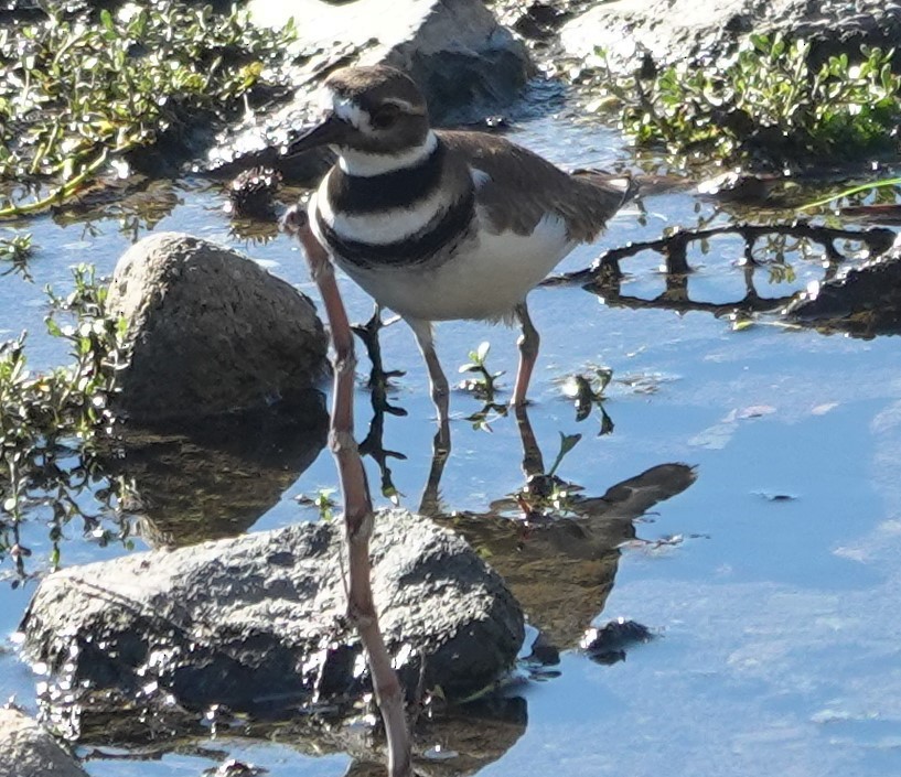 Killdeer - ML646623572