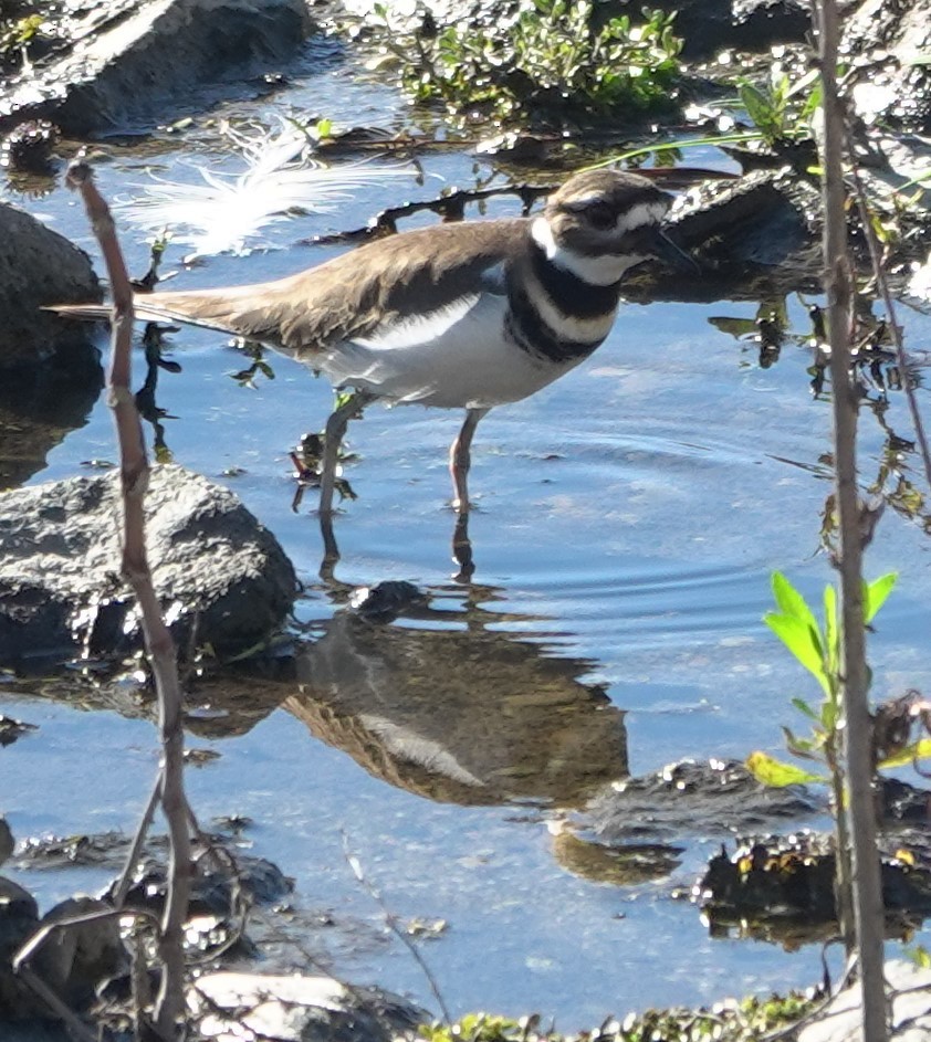 Killdeer - ML646623573