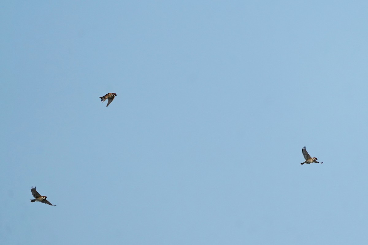 Ağaç Serçesi - ML646623577