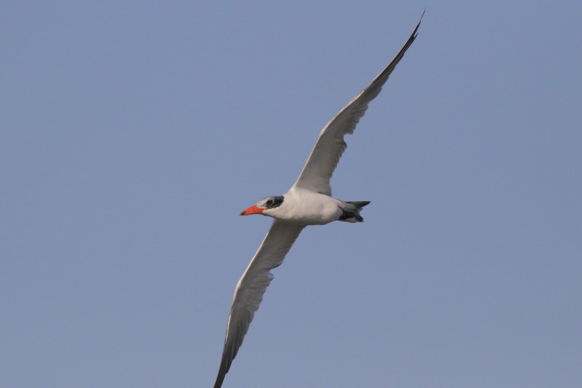 Чеграва - ML646623578