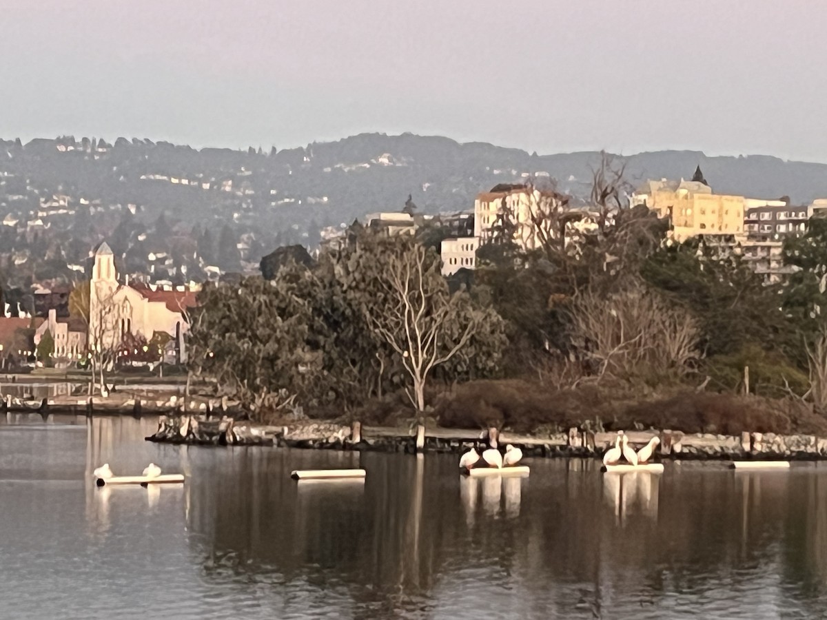 American White Pelican - ML646623579