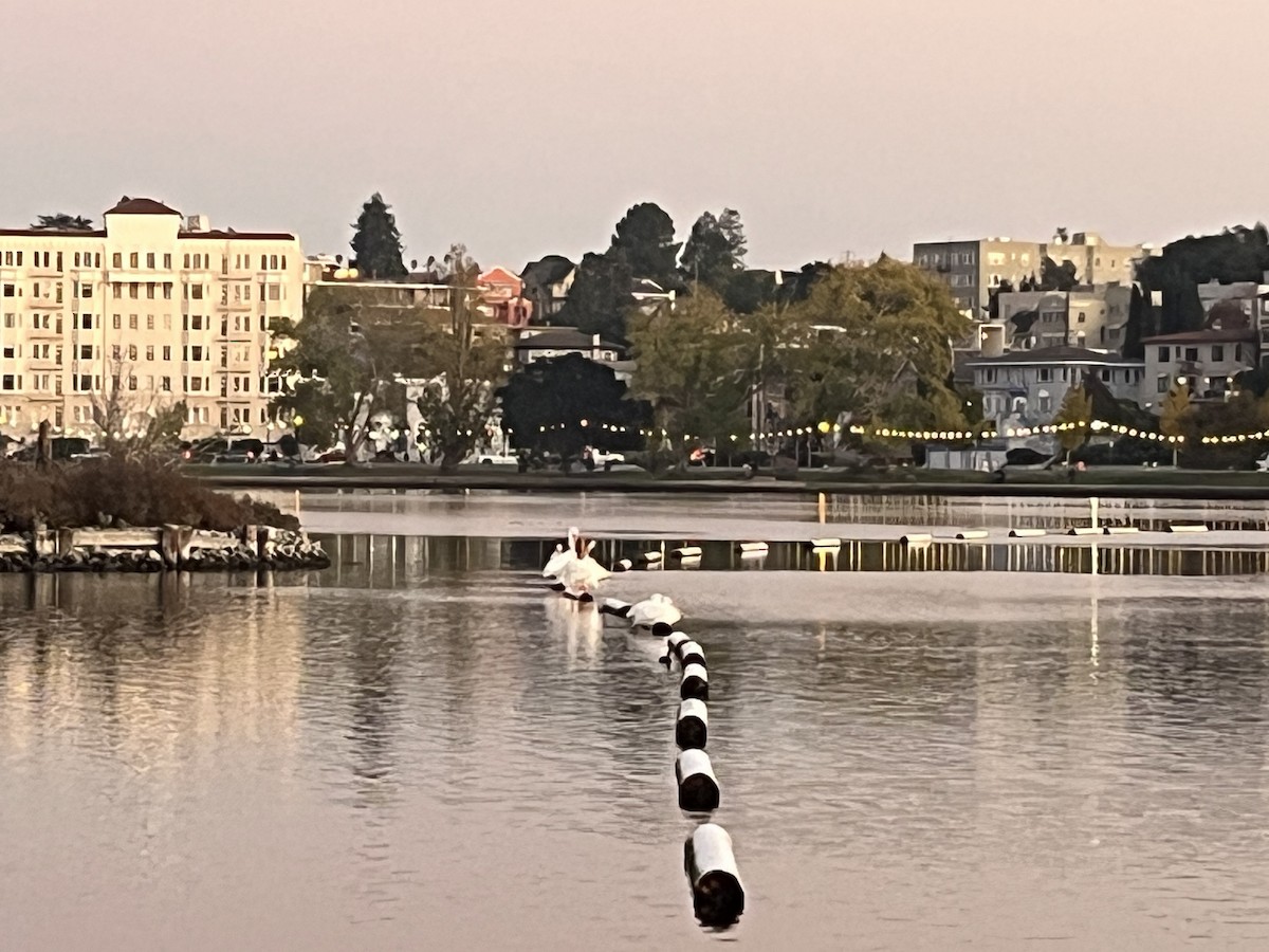 American White Pelican - ML646623580